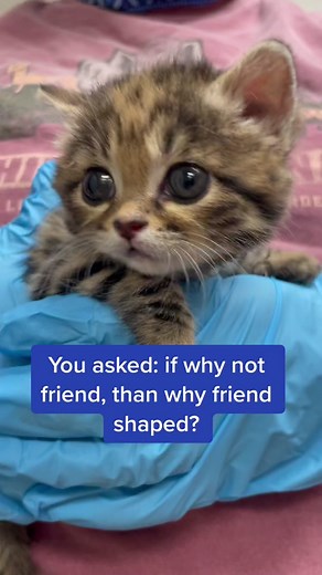 Meet Arya: The Fierce Friend-Shaped Cat