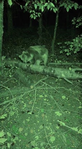 What Did the Bear Find Under That Log? 🐻