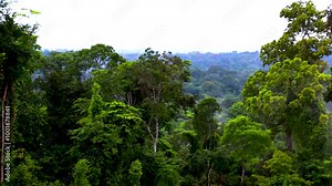 Evergreen rainforest. The beauty and mystery of the wild jungle of Africa. Tall and lush green trees of different species. Gabon. Africa.