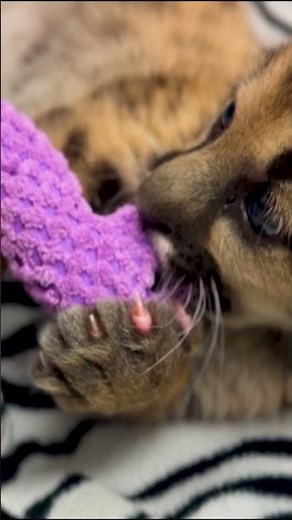 Mountain lion cub with missing toes rescued after being discovered alone in California