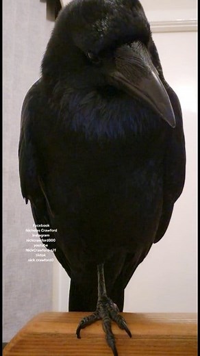 The bird leg tuck. | Nicholas Crawford