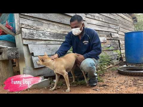 Sweet Dogs 2026 😍😱 | Sweet Dogs Doing Adorable Things With Their Owners!