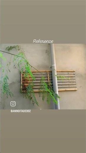 outside my window 🤗branch of moringa plant