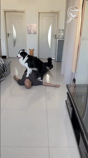 Border Collie Intelligence Revealed 🧠 | Smart Dog Training, Behavior & Amazing Tricks