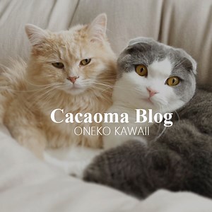 テレビをスタンド式にしてみた【EQUALS WALL V2 ロータイプ】 | カカオマブログ