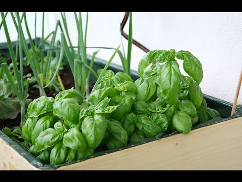 Basilikum einfrieren und haltbar machen - Balkongarten Tipp