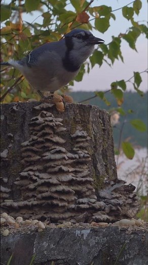 Blue Jay - Bird Identification