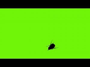 Mosca na Tela - Fly on Screen [Fundo Verde - Chroma Key]