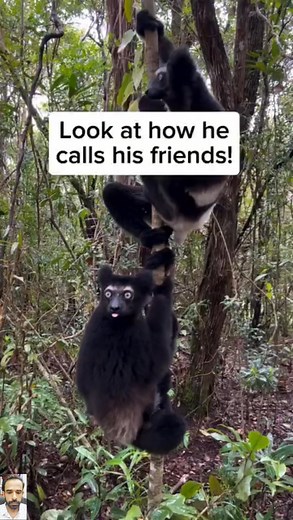 13K views · 81 reactions | The indri lemur, with its striking...