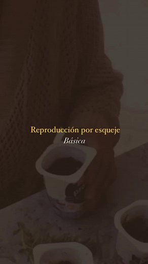 Tutorial básico de reproducción por esqueje de plantas