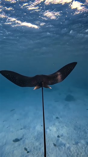 2K views · 124 reactions | Spotted eagle rays make flying through water look so easy. 礪 These incredible creatures can grow up to 10 feet wide! Their distinctive white spotted pattern are a joy to observe as they cruise the ocean.   @matt.above #spottedeagleray #spottedeaglerays #oceanlife | Wyland Foundation | Facebook