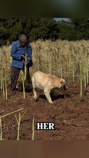 My Dog is a Farmer 🌾🐕