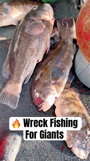 Monster Blackfish on Deep Wrecks | Rhode Island 🔥 🎣
