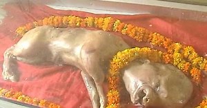 Calf born with human features (Video)