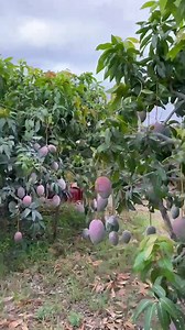Cosecha de MANGO variedad keitt 🥭🤩 #Cosecha #mango #fruits #frutales #frutas #harvesting | AgroTech