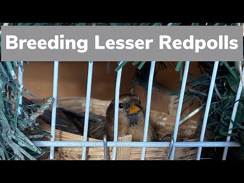 Breeding Lesser Redpolls ( 1- Cage breeding and Basics )