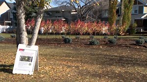 RCAF plants hundreds of trees in Calgary