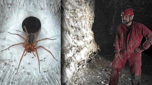 Check Out 'Spider City,' The Largest Spider Web Ever Found