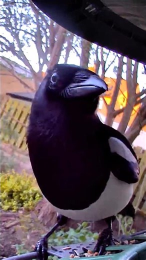 Magpie visiting the garden birdfy 2 smart bird feeder for lunch (side cam)