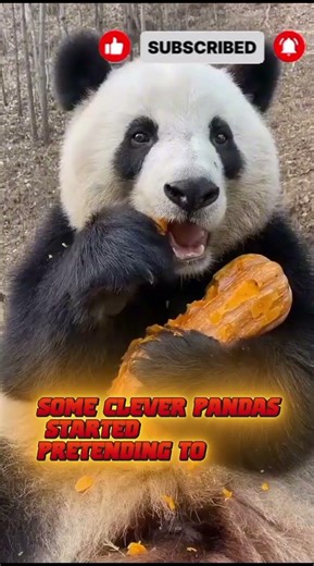 🐼 Smart Pandas Who Outsmarted Humans – Nature’s Clever Trick!