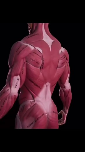 Understanding Triceps Anatomy and Muscle Dynamics