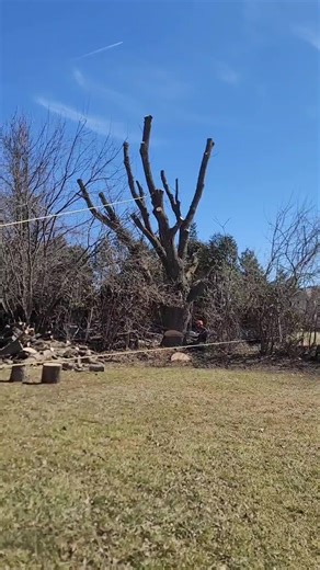 Removing the rest of this big ash tree 🤘 #arb #arborist #arborcare #tree #treework #treeservice #treesurgeon #ash #ashtree #fy #fyp #fypage #stihl