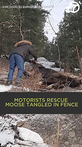 387K views · 10K reactions | After noticing animal tracks along a remote road in British Columbia, a couple reversed their vehicle and helped rescue a moose tangled in a fence. 梁歷 | ABC7 | Facebook