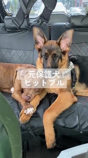 シェパードとピットブルの多頭飼い体験