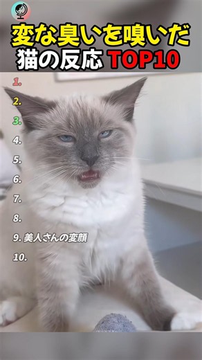 変な臭いを嗅いだときの猫の反応 TOP10