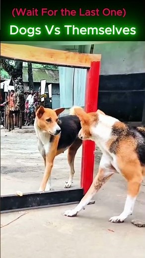 “Dogs vs Mirrors 😂 | Their Funniest Self-Discovery Reactions!” #funnypets #comedypets #dogs