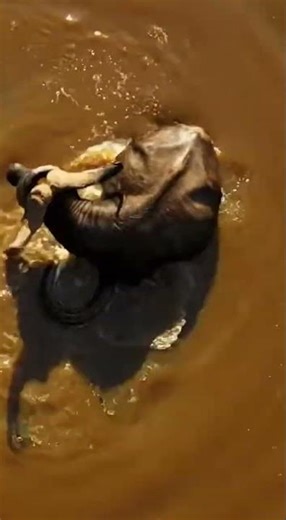 Massive Anaconda vs Buffalo #anaconda #snakeattack #wildlife #viral