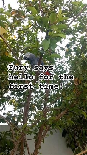 Hello from Fury! 👋🏻 #shorts #birds #talkingparot