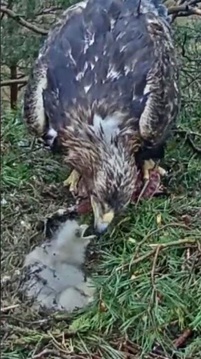 #991P- Review parent and baby birds life in their nest, bird nest with beautiful nature #birdslover