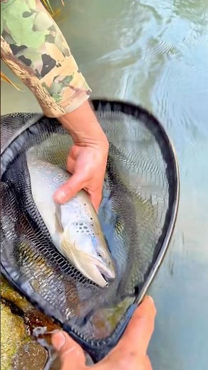 Caught a stunning Red-Spotted Brown Trout, loved its vibe, then set it free alive! #fishhobbyist