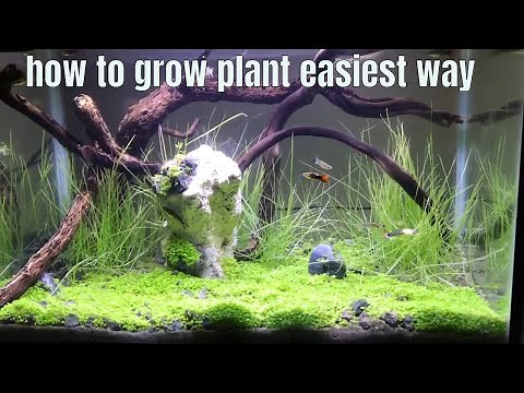 how to plant grass seeds inside the aquarium