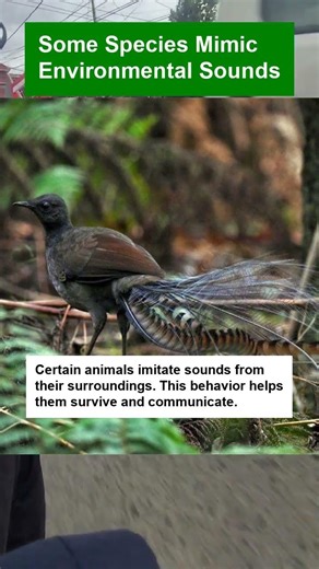 Some Species Mimic Environmental Sounds - OTOMOTIPS