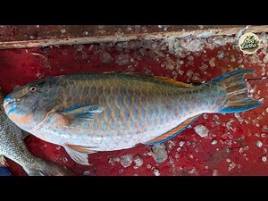 Amazing Parrot Fish Fillet | Step by Step Fish Cutting