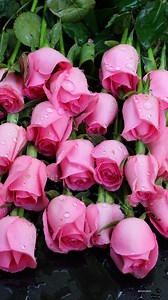 Pink Roses | Roses