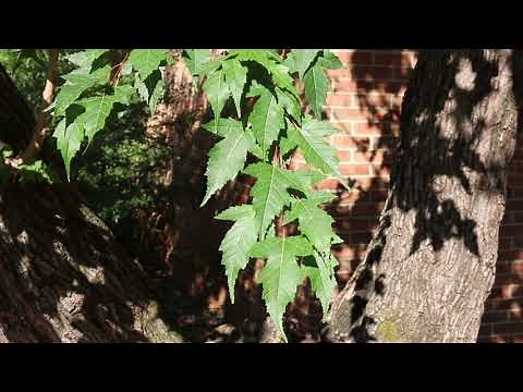Amur maple (Acer ginnala) - Plant Identification