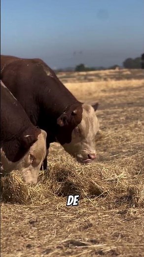 Most profitable beef breeds in the United States #cattle #livestock