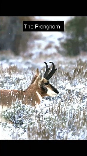 Grand Teton Wildlife is UNREAL: The North American Pronghorn