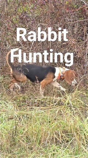 Rabbit Hunting with Beagle Hounds #howtotrackarabbit #puppy #hunting #doglife