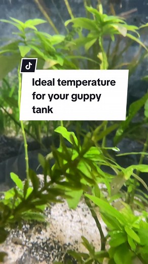 Ideal Temperature for Your Guppy Tank Explained