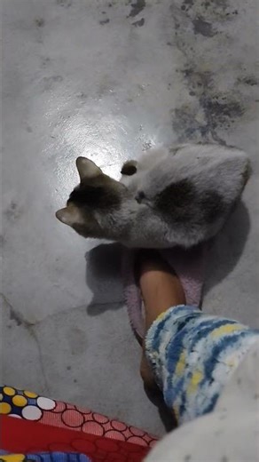 #catsound #catvideos #catlovers #viral #shortsfeed #shorts