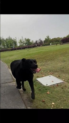 Black Retriever Dog Behaviour and Training #dog