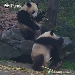 11K views · 1.6K reactions | Even though you're stronger than me, I can use my intelligence to beat you and take my bamboo back! This is so-called brain power. (Hua Mengmeng & Jin Dudu) #HiPanda #CCRCGP #PandaTime | iPanda | Facebook