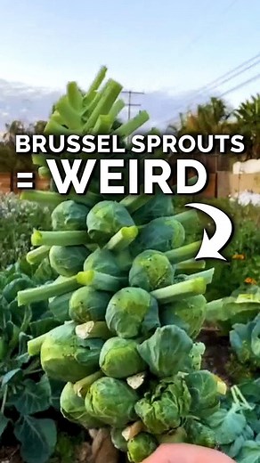 Brussels sprouts grow in one of the weirdest ways you’ll see in the garden…but surprisingly are the SAME plant as cabbage, kale, broccoli, and cauliflower! All are cultivars of Brassica oleracea, which was originally a wild mustard. They’re a fantastic addition to a fall garden and can tolerate frost well. | Epic Gardening