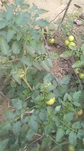 #tomato forming#tomato forming techniques#tiomato forming in canada#shortvideo