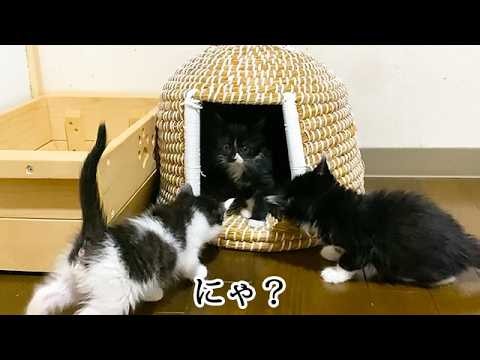 子猫たちの部屋を模様替えした結果