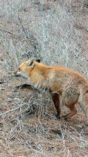 Cris d'amour / shouts of love